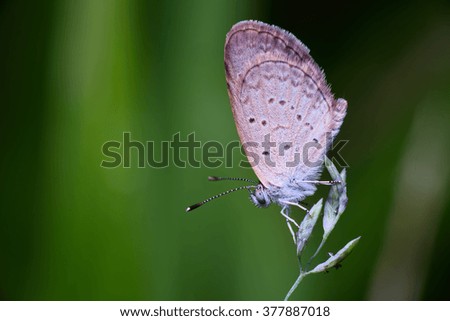 A wild brown butterfly on grass' flower with isolated blurry background. Soft focus on the butterfly and thin depth of field due to close-up shot.