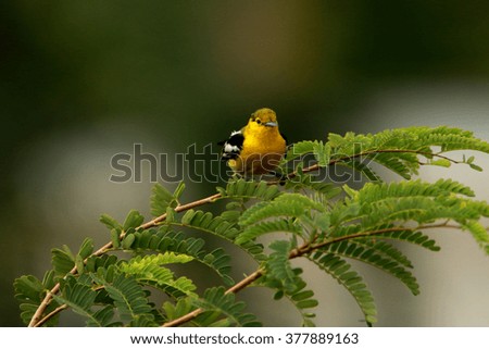 The bird on branch in nature