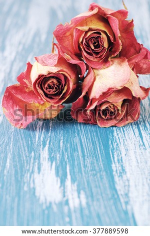 Three dried pink roses lying on rustic blue painted wooden background. Shallow DOF.