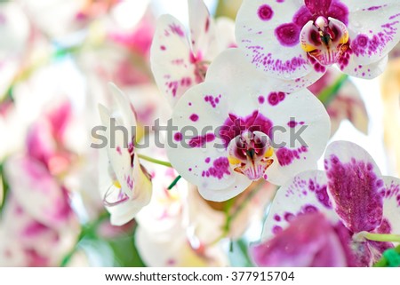 White and pink Phalaenopsis orchids hybrid  at Royal Rajchapuak Park,Chiangmai Thailand Thai orchids.