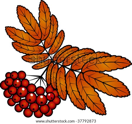 Autumn rowan berries with leafs