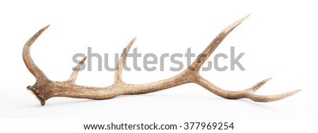 Large antler isolated on a white background Royalty-Free Stock Photo #377969254
