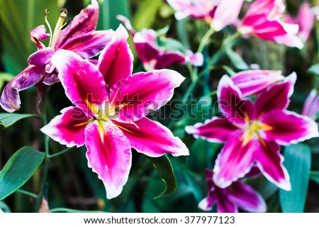 Pink tiger lily flower in bloom in the garden with blurred background