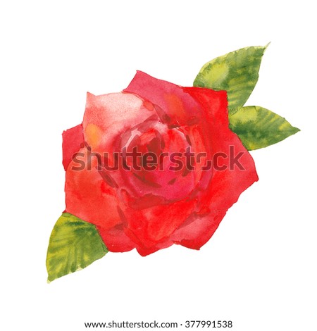 red rose, watercolor illustration  on white background