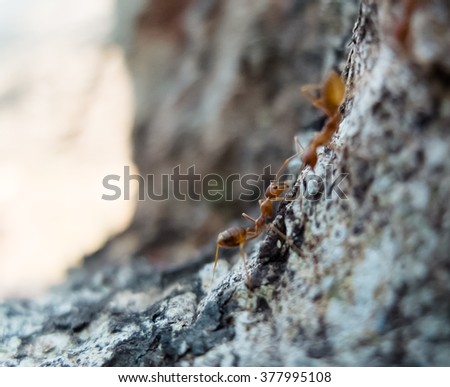 closeup ant