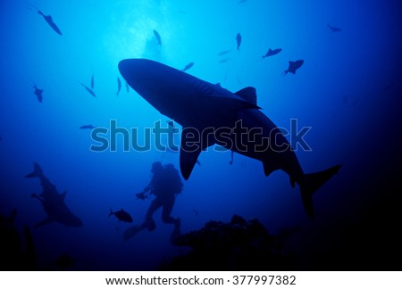 sharks around divers