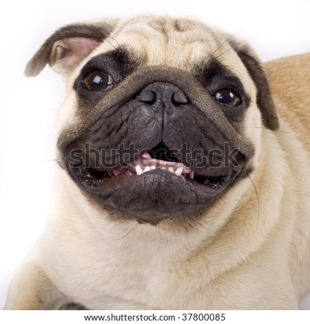 closeup picture of a mops-pug puppy looking at the camera