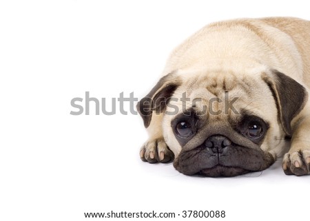 closeup picture of a cute pug with sad eyes. copyspace available