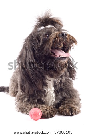 picture of black bichon standing near a toy over white background