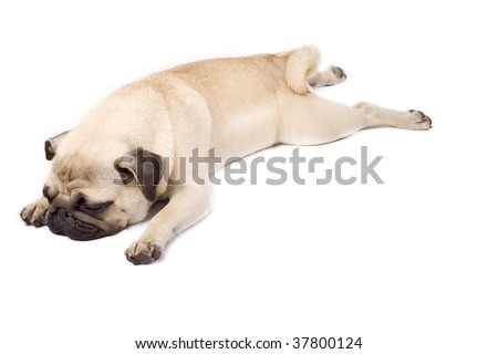 picture of a sleepy pug standing down on white background