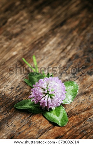 Flower purple clover, shamrock with petals on an old wooden background, selective focus