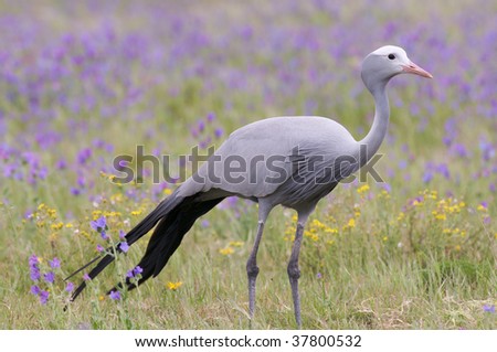 Blue Crane Bird in South African meadow Royalty-Free Stock Photo #37800532