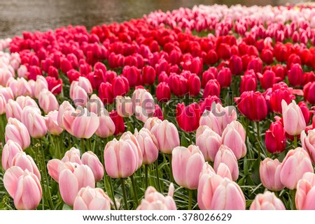 Flower beds of tulips and narcissus in Keukenhof park on a cloudy day , near Amsterdam, Netherland