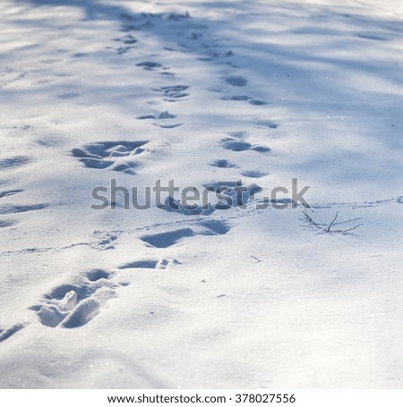 Animal tracks on the fresh snow in the woods.
