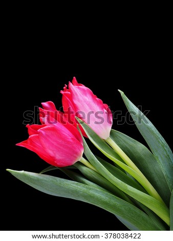 Tulip flowers on the black background