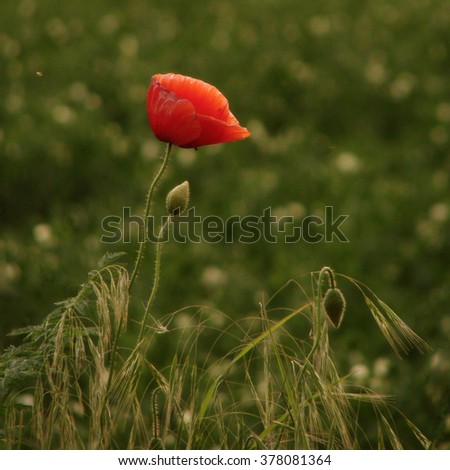                                Poppy on field