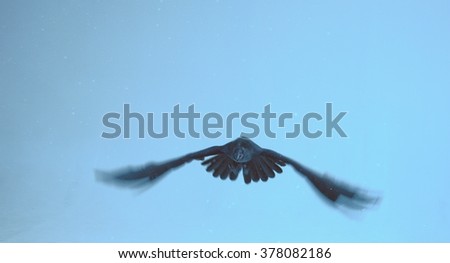 Flight of a black raven on a blue background.
