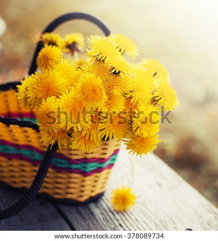 Beautiful dandelion flowers on grunge wooden table/ yellow flowers on summer garden background