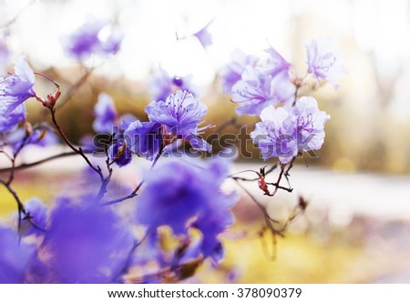 Blossom tree over nature background/ Spring flowers/Spring Background 