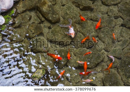 Decorative pond with gold fish in garden home. Royalty-Free Stock Photo #378099676