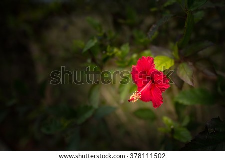 Hibiscus, chinar. Okinawa, Japan, Asia.