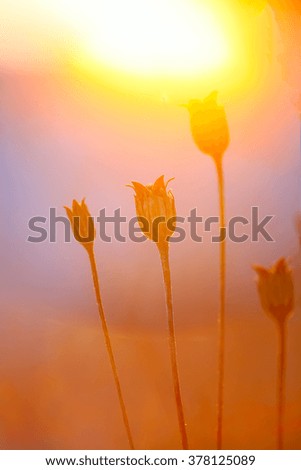 Abstract Plant Silhouette at sunset. Shallow depth of field