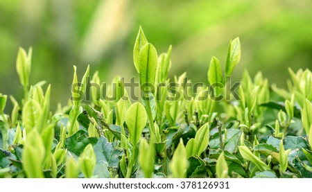 Japanese green tea plants close-up Royalty-Free Stock Photo #378126931
