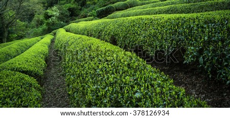 Japanese green tea plants close-up Royalty-Free Stock Photo #378126934
