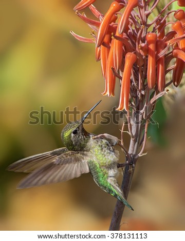 Anna's hummingbird feeding on aloe flowers. Photo taken in Southern California.