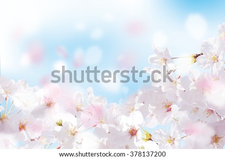 Beautiful cherry landscape Royalty-Free Stock Photo #378137200