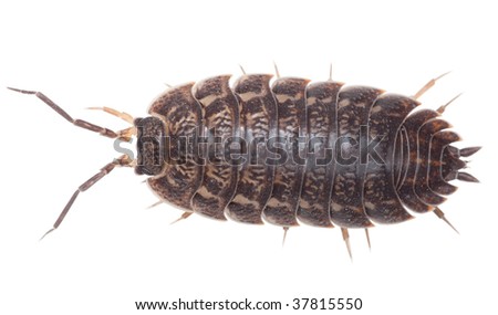 Brown big wood louse isolated on white background