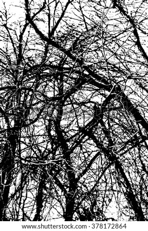 tree branches on a white background