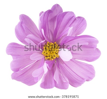 Studio Shot of Magenta Colored Cosmos Flower Isolated on White Background. Large Depth of Field (DOF). Macro.