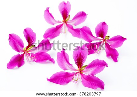 Beautiful pink flowers of the  season on white background