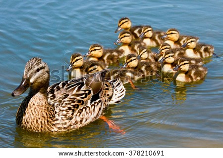 Mallard Duck with her Ducklings Royalty-Free Stock Photo #378210691
