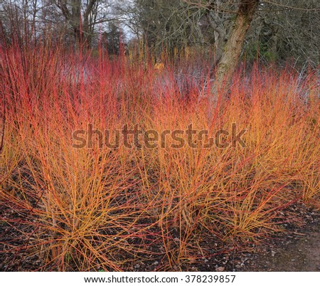 Cornus saguinea 'Midwinter Fire' (Common Dogwood) in a Country Cottage Garden in Surrey, England, UK Royalty-Free Stock Photo #378239857