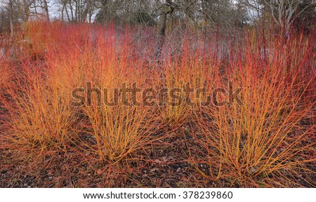 Cornus saguinea 'Midwinter Fire' (Common Dogwood) in a Country Cottage Garden in Surrey, England, UK Royalty-Free Stock Photo #378239860
