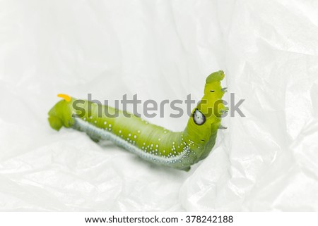 green worm white background bug butterfly larva pest closeup