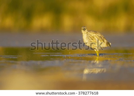 Heron. Green yellow nature background. Common Bird: Squacco Heron. Ardeola ralloides.