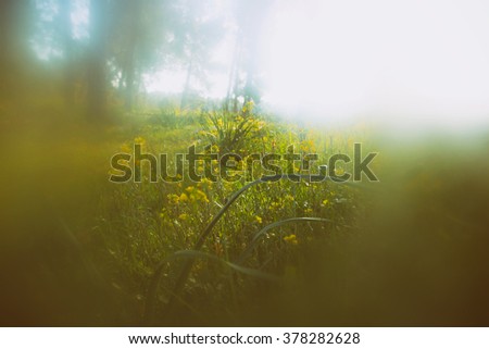 abstract photo of light burst among trees and glitter bokeh lights. image is blurred and filtered.
