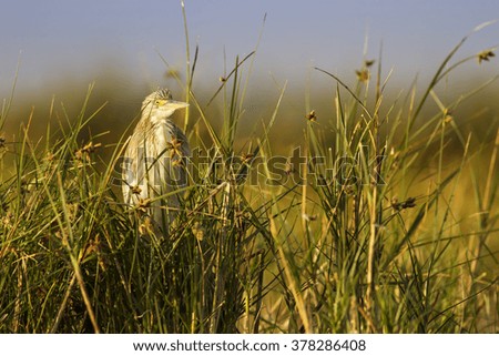 Hunting heron. Green yellow nature background. Bird: Squacco Heron. Ardeola ralloides.