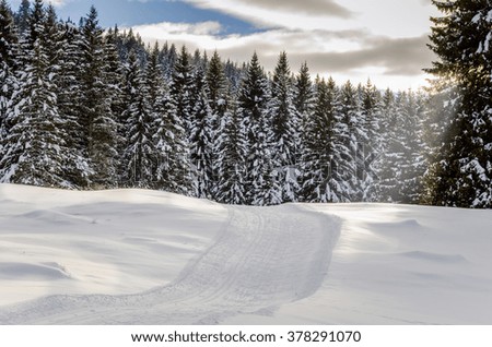 Cross-Country Skiing Track Through a Forest