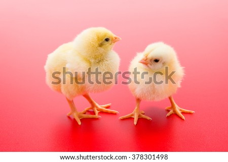 Pair of little newborn yellow chickens on red background
