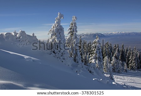 Winter landscape with fir trees forest covered by heavy snow in Postavaru mountain, Poiana Brasov resort, Romania.
