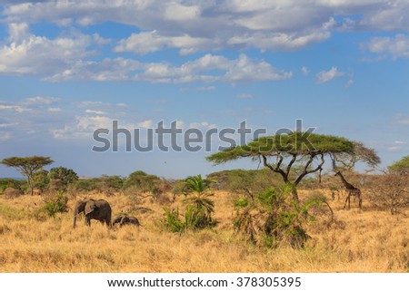 An Elephant and Giraffe under acacia tree in the African savannah  - Safari in Kenya and Tanzania