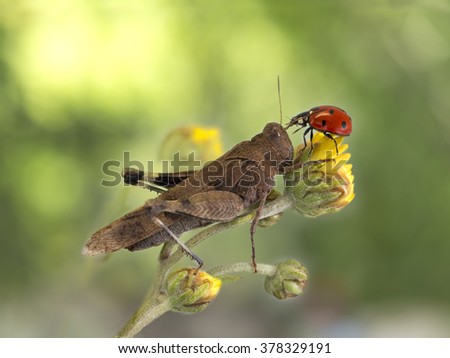grasshopper and ladybug together on a yellow flower on dark green background