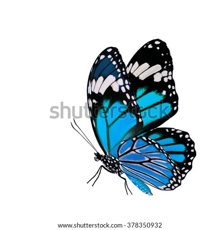 Fascinated light blue butterfly, the Common Tiger in fancy color profile with fully wings opening and stretch legs isolated on white background