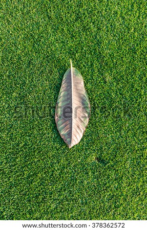 leaves on green grass texture background