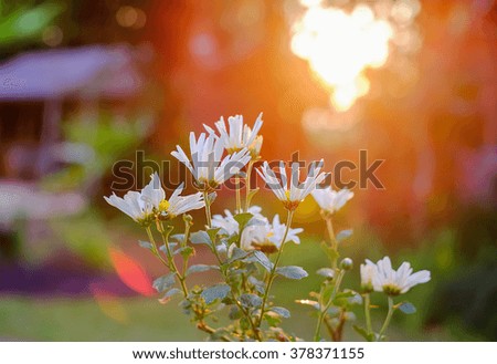 selective focus of white flowers on blurred sunset background
