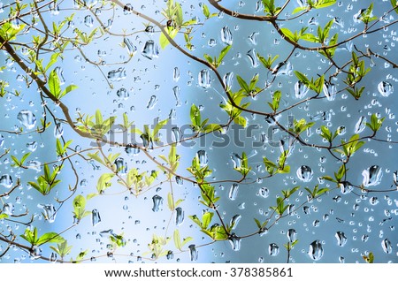Leaves in the drops rain under glass with spring and blue sky soft blur background.